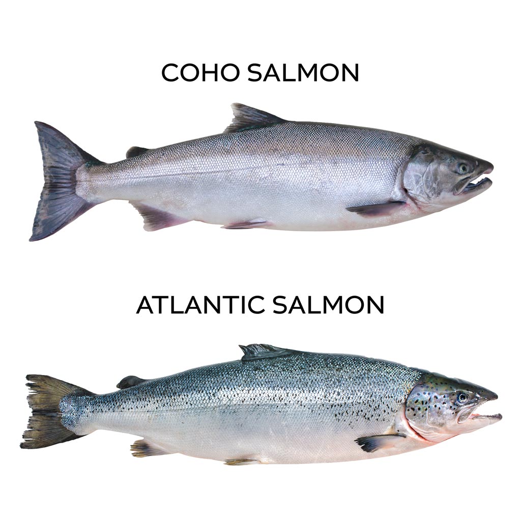 Atlantic Salmon vs Pacific: A Tale of Two Salmon