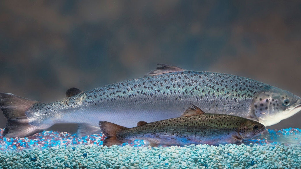 Atlantic Salmon vs Pacific: A Tale of Two Salmon