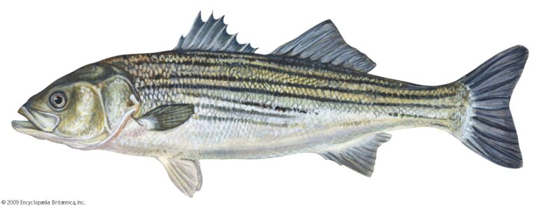 What is Sea Bass? Exploring the Ocean’s Delight