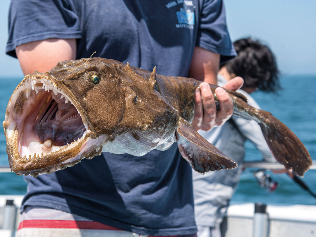 What Does Monkfish Taste Like? Exploring the Flavor of the Sea