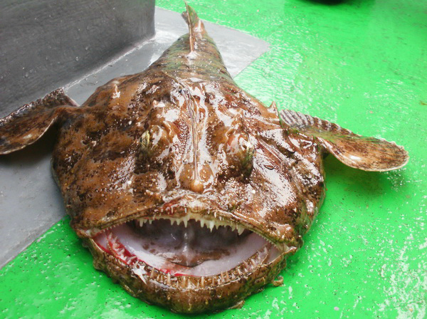 What Does Monkfish Taste Like? Exploring the Flavor of the Sea