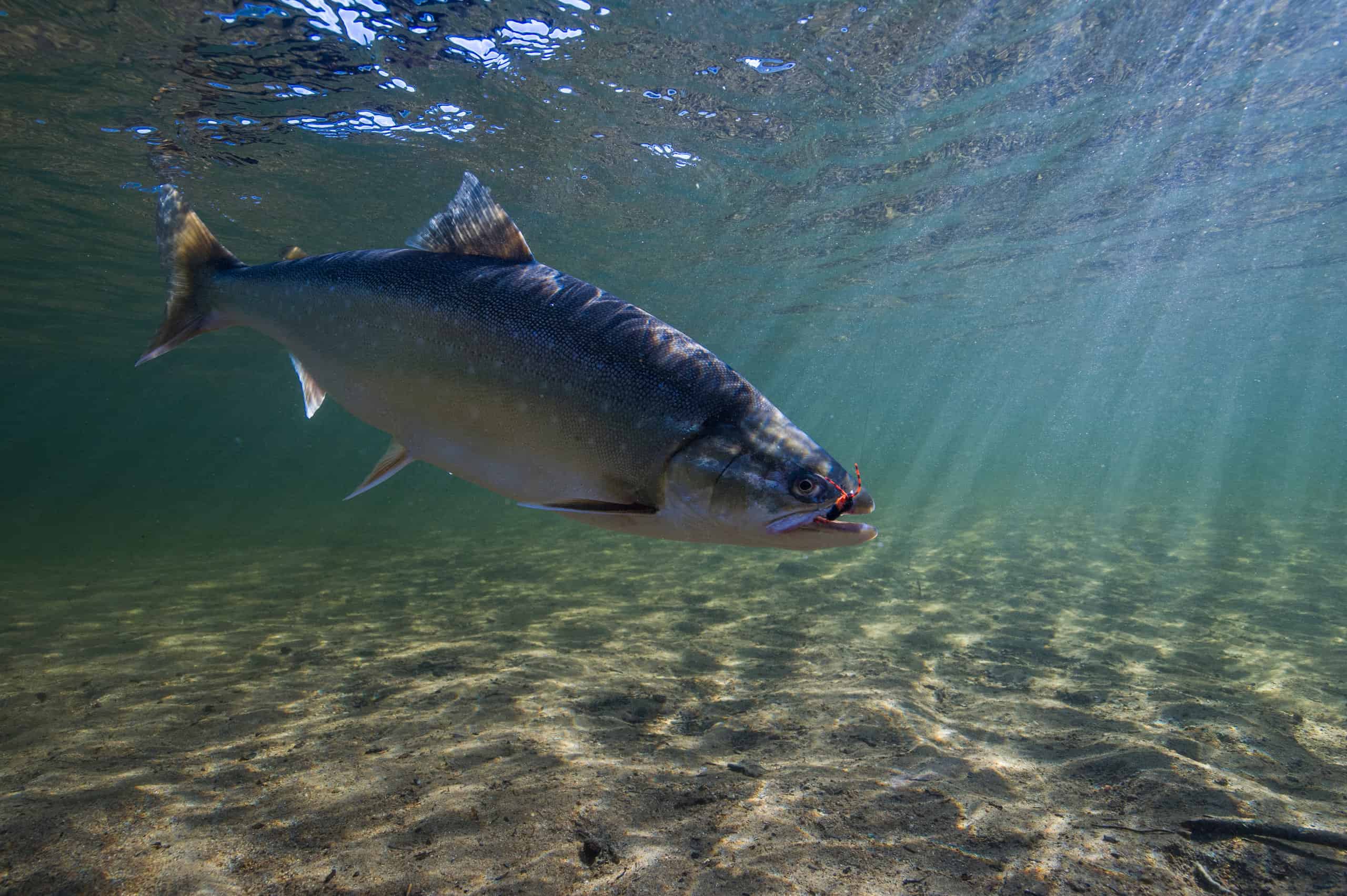 What is Arctic Char? Exploring the Coldwater Fish
