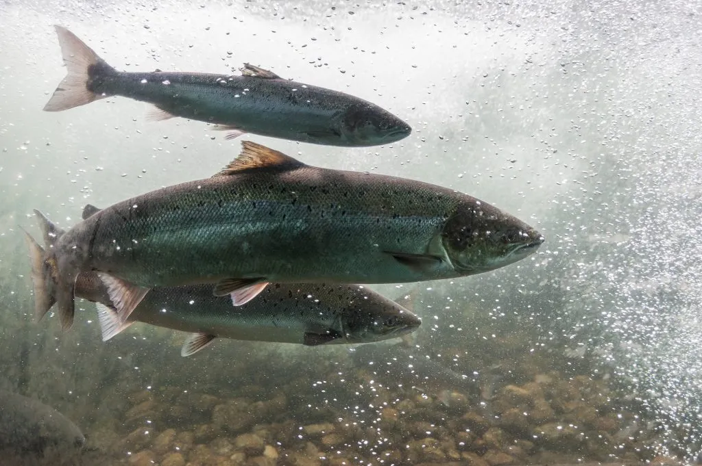 Atlantic Salmon vs Pacific: A Tale of Two Salmon